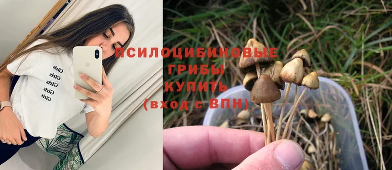 Галлюциногенные грибы Psilocybine cubensis  где купить наркотик  Ужур 